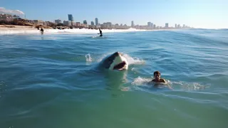 One of The WORST Great White Sharks Attacks in History