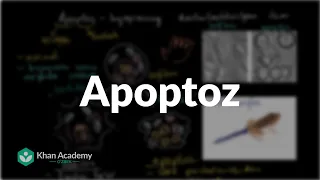 Apoptoz | Hujayra boʻlinishi | Biologiya