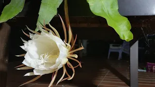 Queen of the Night: Stunning Time-Lapse of a Rare Flower Bloom