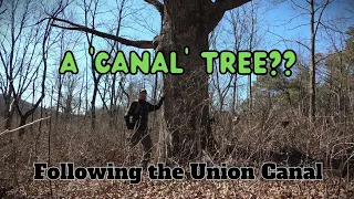 A 'Canal' Tree? ~ Following the Union Canal