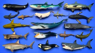 18 Sharks & Whales: Megalodon, Blue Whale, Basking Shark, Orca, Humpback Whale, Etc. MN029