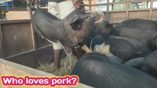 Wholesale Pig Selling Market Around Dimapur Nagaland | Piglet For sale |Lahorijan Sunday Bazaar pork