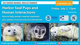 Harbor Seal Pups and Human Interactions