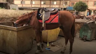 Wounded, Exhausted Horses Eat Rubbish to Survive in Egypt