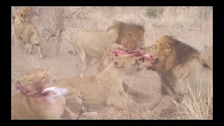 Impala-sized LION snack