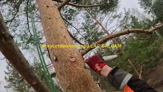 Расчистка территории под строительство.Удаление деревьев.Spil96