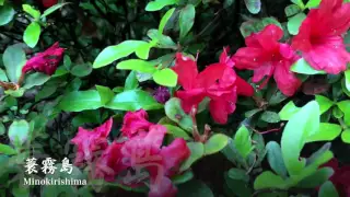 六義園 躑躅 (ツツジ) Azalea April 29th 2015 : Movie by my iPhone