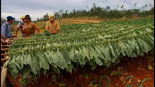 Amazing Tobacco Agriculture Tobacco Farming & Tobacco Harvesting Methods Cultivation of Tobacco