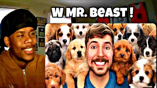 I Really Almost CRIED...Reacting To Mrbeast I Rescued 100 Abandoned Dogs!