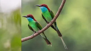 Blue-Throated Bee-Eaters series (Olympus 300mmf4 MC14/20)