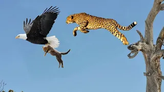 Baboon Attacks Leopard And Rescues Impala From The Hunt