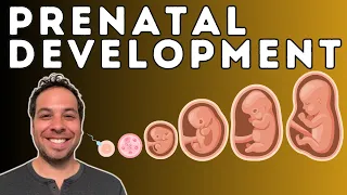 Prenatal Development - From Conception to Birth - Germinal Stage, Embryonic Stage, Fetal Stage