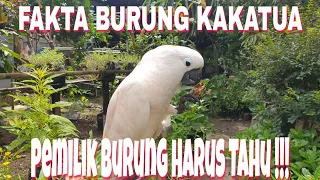 FAKTA UNIK BURUNG KAKATUA Pemilik Harus Tahu