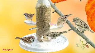 DIY Bird Feeder Homemade - How To Make Bird Feeder From Plastic Bottle and Spoons