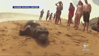 Wildlife Center Filled With Orphaned Seal Pups After Human Contact Scares Off Mothers