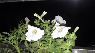 petunia grandiflora flowers