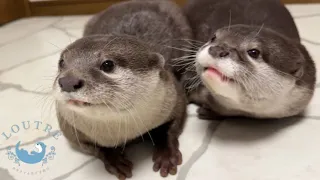 Otter Crying Loudly for a Hug!