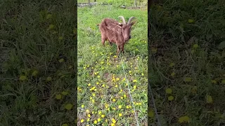 Самая полезная зелень для коз!