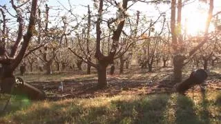 Our Orchards with Dave Gleason, Frost Protection