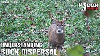 Big Buck Dispersal | DDH Properties