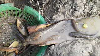 Best Hand Fishing | Amazing Man & Boys Catching Big Catfish - by Hand |in Mud Water - At The River