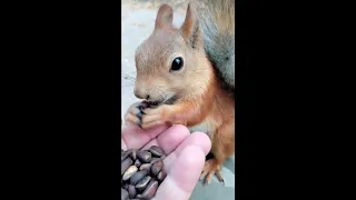 Белки всё понимают / Squirrels understand everything