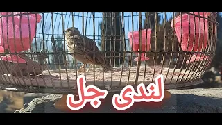 #jal birds Full Singing لندن جل پاراچنار l جل لندی #Parachinarbirds #jal #lark jal