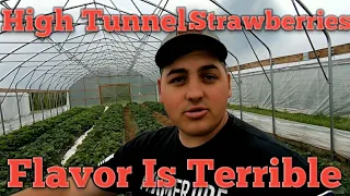 I NEED HELP with High Tunnel Strawberries