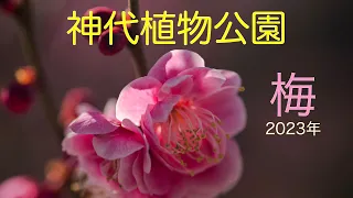 神代植物公園の梅　2023年