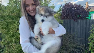 Meet Our New Alaskan Malamute Puppy!! (Cutest Little Fluff EVER!)