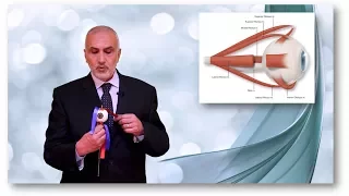 Elbromboly Basic ophthalmology IC Ocular motility Extra-ocular muscles