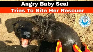 Angry Baby Seal Tries To Bite Her Rescuer