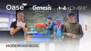 Modern Koi Blog #5873 - Deshalb selektiert man bei Tosai häufig die Männer