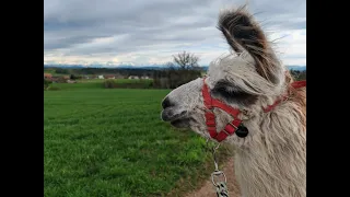 Albsteig Wanderung mit Lamas erste Etappe von Albbruck nach Remetschwiel