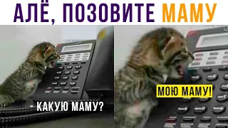 МЕЛКИЙ Я ЗВОНЮ МАМЕ НА РАБОТУ))) Приколы с котами | Мемозг 742