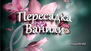 Пересадка орхидеи ВанильVanilla orchid