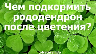 Чем подкормить рододендрон после цветения?