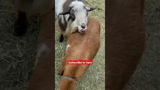 very hard goat village meeting।। #shorts #ytshorts #viral