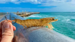 Live Shrimp Bait Catches STUD Pier Fish! (Florida Pier Fishing)