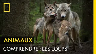 COMPRENDRE : les loups