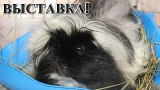 ВЫСТАВКА ВО ЛЬВОВЕ! | МЫ ВАС ЖДЁМ! | PetMania