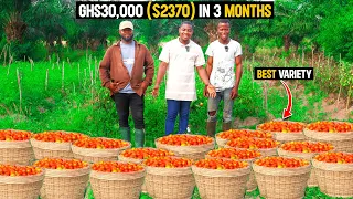 Tomato Farming Explained | How To Make GHS30,000($2,370) From Just an Acre of Tomato Farm In Ghana.