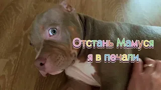 Гонщик на пит-стопе) #Shorts#BullyJohn#Dogtrend#Funnydogs#американский булли#dog#топ#щенкибулли