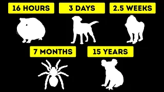 How Long Animals Can Live Without Water