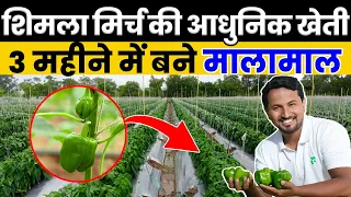 आधुनिक शिमला मिर्च की फायदेमंद खेती 🔥Smart Capsicum Farming in India hindi | Indian Farmer