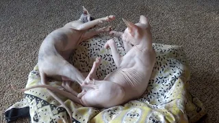 😍Sphynx Kittens Playing So Cute #hairlesscat