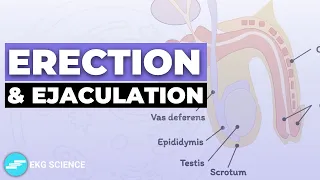 Erection & Ejaculation | Male Reproductive System