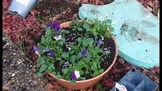 Making A Centrepiece Using Leftover Plants! // Salisbury Gardens NZ