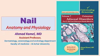 Nail  Structure Anatomy and Physiology