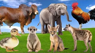 Happy Animal Moment, Familiar Animals Sounds: Meerkat, Cow, Fennec Fox, Hyena - Soothing Music